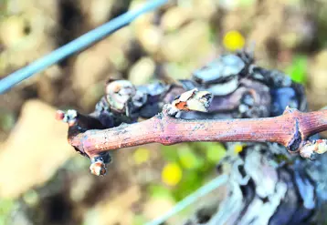 Gel d’un pied de vigne.