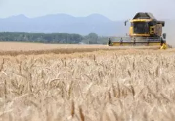 Les dégâts sur la qualité des céréales risquent d’entraîner une surabondance de blé fourrager et une diminution des disponibilités en blé de qualité meunière sur le marché intérieur et pour une exportation devenue de plus en plus exigeante en matière de qualité.