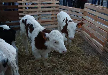 L'Espagne devrait rouvrir ses portes aux échanges d'animaux