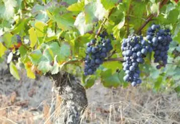 Sécheresse, canicule, grêle auront eu raison de la vigne puydômoise avec des pertes de rendement allant de 50% à 75%.
