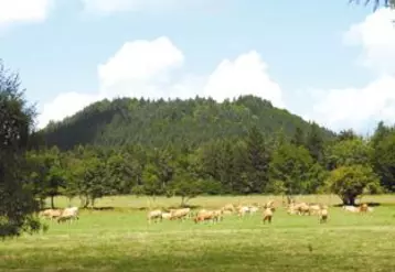 Au pied de la Chaîne des Puys, les aubracs broutent l’herbe verdoyante, pour le maintien des paysages et le plus grand bonheur des visiteurs.