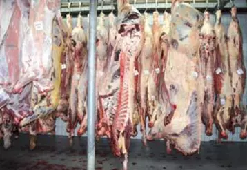 L’abattoir d’Ambert renforce son process pour plus de qualité