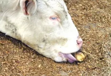 « L’étranglement reste un risque très modéré. Les vaches croquent les pommes de terre au même titre qu’une betterave », note Benoît Rouillé de l’Institut de l’élevage.