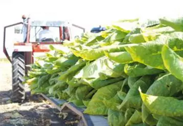 La production de tabac d’Auvergne-Rhône-Alpes suffirait largement à couvrir les besoins d’une cigarette régionale.