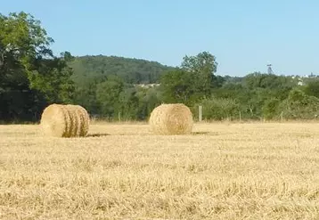 Les premières moissons montrent des rendements en grains corrects mais pas en paille.