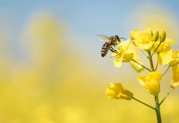 Les abeilles peuvent de nouveau butiner à la faveur de températures plus clémentes et des premières floraisons
