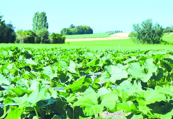 Champs légumes