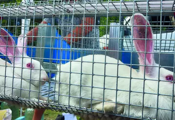 Lapins dans une cage