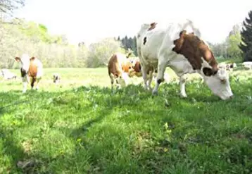 Avec une telle douceur d'automne, le pâturage a permis une production à peu de frais.