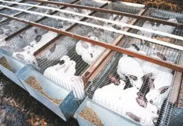 Le marché du lapin est aujourd’hui déficitaire.