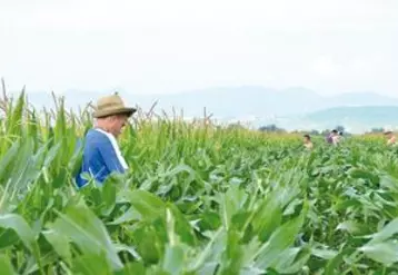 Les castrations des maïs ont commencé le week-end du 14 juillet avec 15 jours de retard. Un décalage qui impacte la disponibilité des saisonniers.