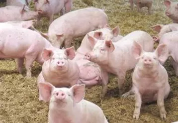 45 000 truies, 700 000 porcs charcutiers, 25 abattoirs, et 100 salaisonneries constituent la filière porcs de montagne.