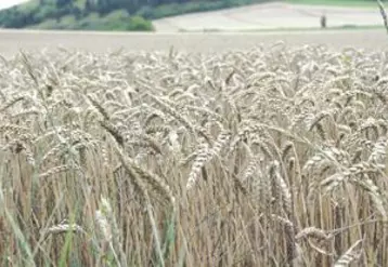 Situation inédite pour le blé dont la majorité a germé sur pied en raison des très mauvaises conditions climatiques.