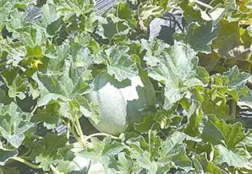 Nicolas Chatard, agriculteur à Aigueperse, a implanté plus de 650 pieds de melons en plein champ pout tenter de pallier ses pertes de revenus.