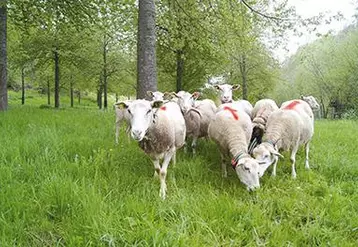 La Commission Européenne discute en ce moment même une possible augmentation du contingent néozélandais.