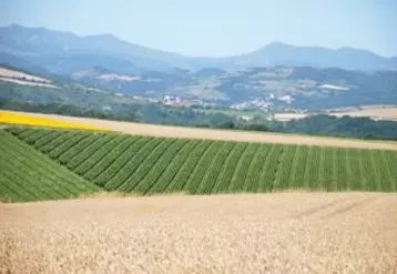 Les grandes cultures dans le Puy-de-Dôme ont un poids économique non négligeable.