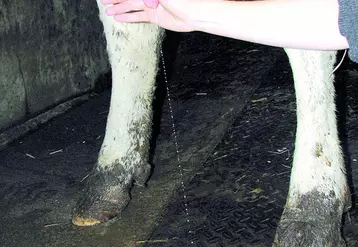 Hygiène de traite après une détection précoce des mammites