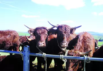 Vaches salers
