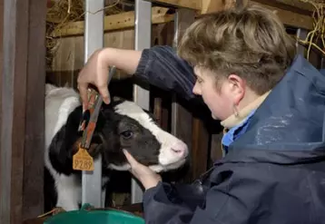 Le candidat type est plutôt jeune (22 ans), il s’installe le plus souvent en production bovine au sein d’un GAEC avec un revenu disponible de 15347E, ce qui est légèrement inférieur à l’année précédente.