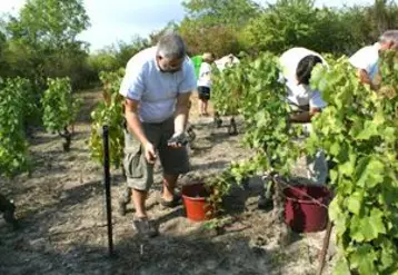 Vignerons, amis, élus, vendangent cette récolte historique. Le 15 décembre les premières bouteilles sortiront étiquetées : AOC !