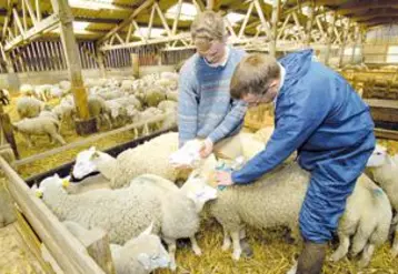 La vaccination ovine devient facultative, à la charge des éleveurs.