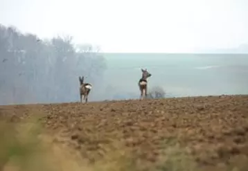 Depuis 2013, le GDS en association avec la Fédération des
chasseurs du Puy-de-Dôme mène une surveillance épidémiologique sur le grand gibier.