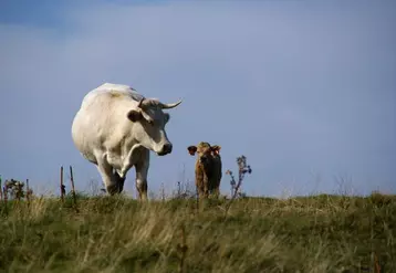 Le changement climatique est déjà perceptible sur les prairies du Massif central.