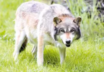 En moins de 10 ans, deux observations avérées de loup ont été réalisées dans le Puy-de-Dôme, de quoi déclencher la mise en place d’une cellule de veille.