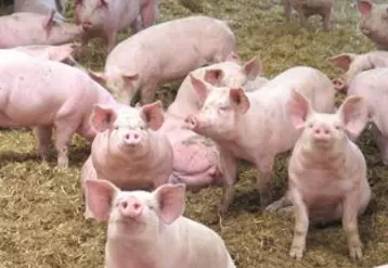 La production porcine est un élément important du paysage économique du Massif central.