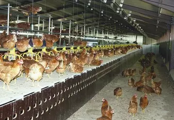 Jacky Force, affirme : " le prix à la consommation des volailles reste stable : ce n’est pas normal, et nous demandons que ce prix augmente, lui aussi."