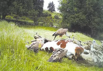 Les vautours en plein festin...