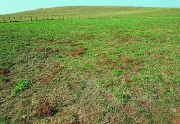 Les activités de forage des campagnols terrestres reprennent comme ici sur le plateau du Cézallier.