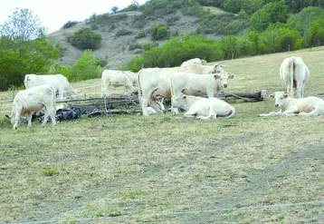 Charolaises dans un pré