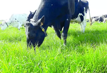 Vaches dans un pré