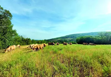 Durant la période qui précède la reprise de l’exploitation, Sylvain investit l’argent qu’il gagne dans son futur cheptel de vaches Aubrac. 