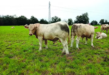 L'Earl de la Motte-Mourgon à Magnet dans l'Allier présentera une trentaine d'animaux à vendre âgés de 10 à 11 mois.