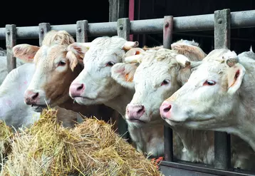 Vaches charolaises