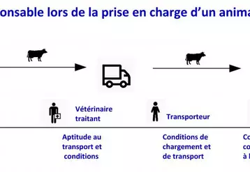 Éleveur, vétérinaire sanitaire, transporteur, vétérinaire de l'abattoir, tous ont un rôle et une responsabilité dans le processus de décision et de transport d'un animal accidenté.