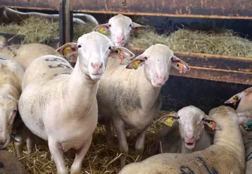 Les races ovines des Massifs sont à la recherche de sélectionneurs.