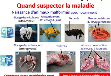 Tout agneau, veau ou chevreau, fœtus ou nouveau-né avec des malformations constitue une suspicion. Dans ce cas, il faut immédiatement contacter son vétérinaire sanitaire pour entreprendre un diagnostic. Cela représente une étape indispensable pour une éventuelle prise en charge par la CSSA.