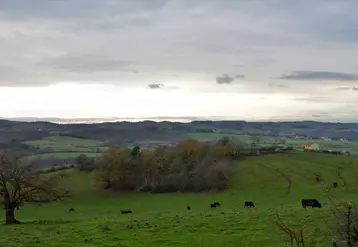 L’herbe, l’ADN de l’élevage du Massif central.