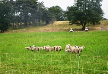 L’herbipôle concerne les ovins comme les bovins.