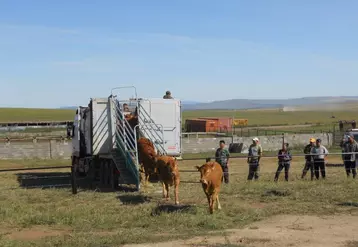 L'arrivée des animaux en Mongolie en 2011.