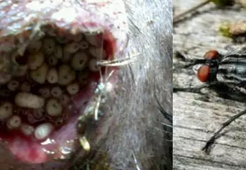 Wohlfahrtia magnifica est une mouche d’extérieur (ne rentre pas dans les bâtiments) larvipare (elle pond directement des larves infestantes, environ 100) soit aux abords des orifices naturels, espaces interdigités, plaies mais aussi peaux saines, soit sur les zones délainées. Ces larves s’implantent perpendiculairement à la plaie. La durée de son cycle est de 15 à 20 jours (5 à 7 jours sur l’animal puis la pupe tombe à terre).