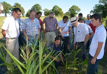 Les agriculteurs ont montré au préfet et aux élus l’état d’une parcelle de maïs, fortement dégradée par la sécheresse.