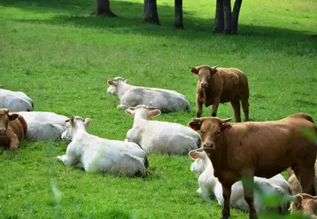 L’image authentique des prairies du Massif central, un argument de vente que souhaite mettre en valeur la profession agricole.