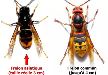 Le frelon asiatique est légèrement plus petit que le frelon commun, plus sombre et avec les pattes jaunes.