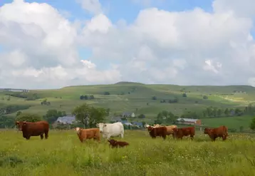 L’élevage à l’herbe, ADN du Massif central.