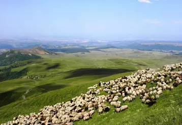 L’agriculture biologique se développe dans le Massif central. Le territoire compte la moitié du troupeau ovin viande bio, et l’essentiel du troupeau ovin lait bio.