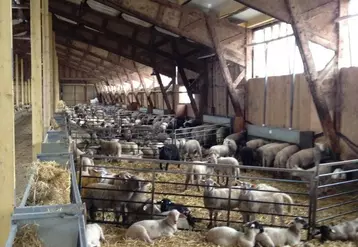 Les participants ont été intéressés par la visite de FEDATEST, notamment l’atelier d’engraissement des agneaux.